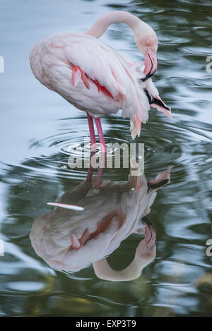 Flamant rose (Phoenicopterus roseus) se lisser les plumes, captive, Bade-Wurtemberg, Allemagne Banque D'Images