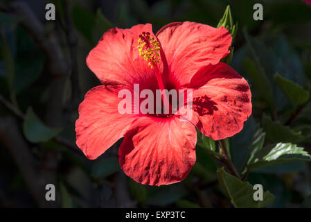 Hibiscus (Hibiscus sp.) fleur, Bade-Wurtemberg, Allemagne Banque D'Images