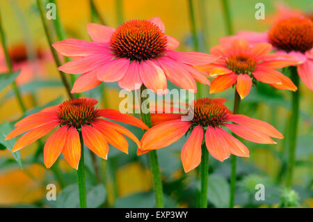 Échinacée (Echinacea sp.), chaleur de l'été variété hybride, Rhénanie du Nord-Westphalie, Allemagne Banque D'Images