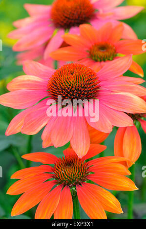 Échinacée (Echinacea sp.), chaleur de l'été variété hybride, Rhénanie du Nord-Westphalie, Allemagne Banque D'Images