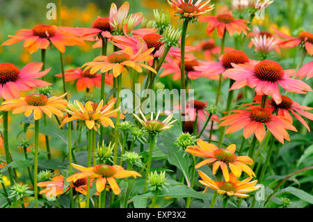 Échinacée (Echinacea sp.), chaleur de l'été variété hybride, Rhénanie du Nord-Westphalie, Allemagne Banque D'Images