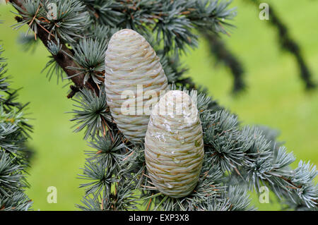 Blue cèdre de l'Atlas (Cedrus atlantica cv. glauca), des aiguilles et des cônes immatures, Rhénanie du Nord-Westphalie, Allemagne Banque D'Images