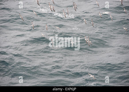 Un troupeau de fulmars boréaux, (Fulmarus glacialis), en vol en vue d'en haut Banque D'Images