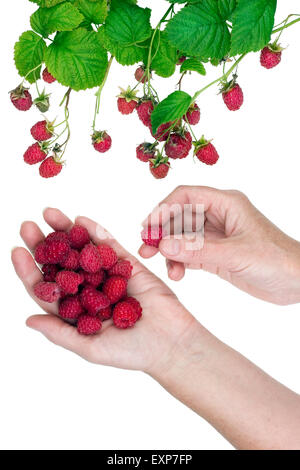 Le travailleur rural tire une récolte de fruits rouges framboise sucré d'un Bush. Concept studio shot isolé Banque D'Images