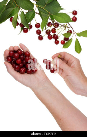 Le travailleur rural tire une récolte de cerises rouges mûres d'un arbre. Concept studio shot isolé Banque D'Images