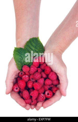 Le travailleur rural tient en main de fruits rouges framboise sucré heap. Concept studio shot isolé Banque D'Images