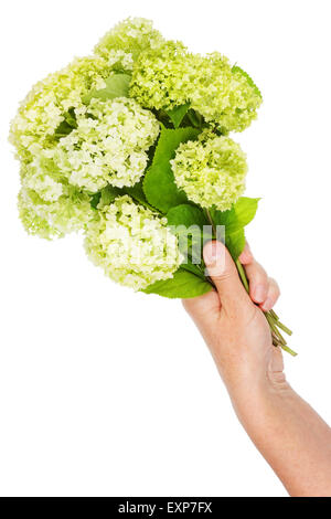 Bouquet de fleurs vert terry étrange dans la main d'une femme. Isolé Banque D'Images