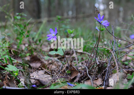 Perce-neige bleu est apparu dans le bois dès que la neige décongelée Banque D'Images