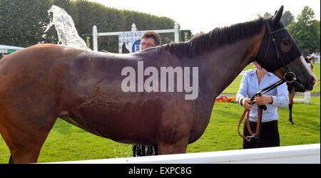 Refroidissement d'un cheval de course avec un seau d'eau dans un anneau de parade après la fin d'une course de cheval. Banque D'Images