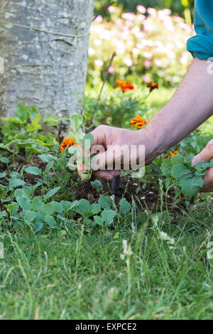 Les mauvaises herbes de compensation jardinier le jardin border Banque D'Images