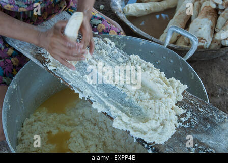 Le parc indigène du Xingu, Mato Grosso, Brésil. Aldeia. Matipu Râper le manioc, racine de manioc pour faire Beju. Banque D'Images