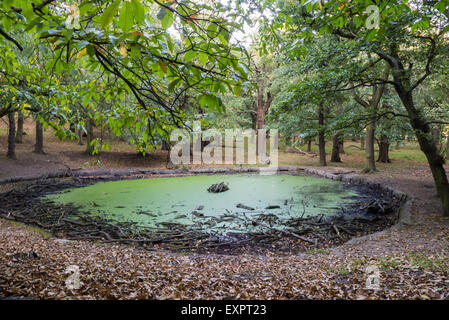Richmond Park, Londres, Royaume-Uni. L'étang avec des faibles niveaux d'eau, couvert de branches mortes avec des algues vertes. Banque D'Images