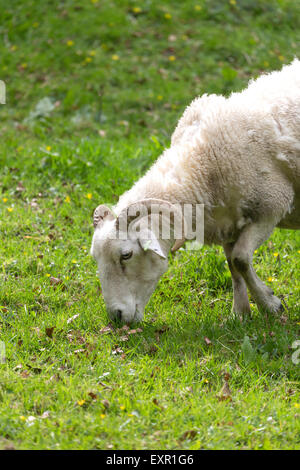 Des moutons paissant corne Wiltshire England UK Banque D'Images