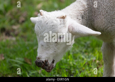 Des moutons paissant corne Wiltshire England UK Banque D'Images