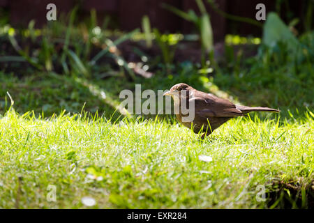 Femme, Turdus merula Blackbird, le Royaume-Uni à la recherche de nourriture l'Ecosse Banque D'Images