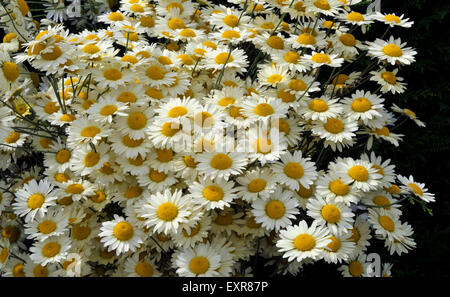 Anthemis Tinctoria, en pleine floraison, variété vivace wargraves aussi connu sous le nom de Golden Marguerite. Banque D'Images