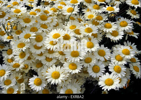 Anthemis Tinctoria, en pleine floraison, variété vivace wargraves aussi connu sous le nom de Golden Marguerite. Banque D'Images