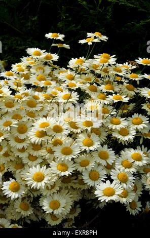 Anthemis Tinctoria, en pleine floraison, variété vivace wargraves aussi connu sous le nom de Golden Marguerite. Banque D'Images