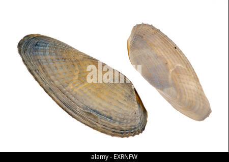 Pre Piddock blanc (Barnea candida) coquillages sur fond blanc Banque D'Images