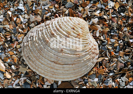 Vénus verruqueuse (Venus verrucosa) lavés sur shell beach Banque D'Images