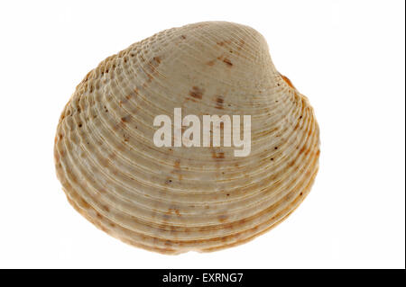 Vénus verruqueuse (Venus verrucosa) shell sur fond blanc Banque D'Images