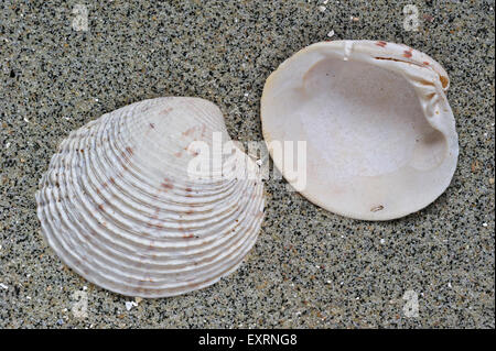 Vénus verruqueuse (Venus verrucosa) coquillages lavés sur beach Banque D'Images