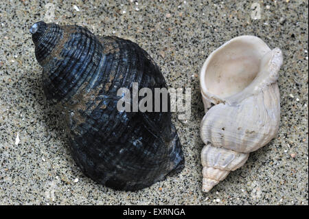 (Buccinum undatum buccin commun) shells on beach Banque D'Images