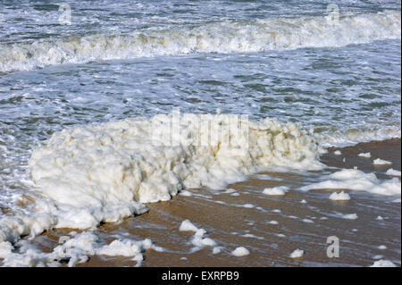 Spume / mer / océan / mousse mousse mousse plage formé durant une tempête et des conditions à la suite d'une prolifération des algues (Phaeocystis) Banque D'Images