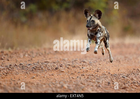 Chien sauvage, le parc national de South Luangwa, en Zambie, États-Unis d'exécution, sprint, battant Banque D'Images