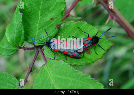 Aberystwyth, Pays de Galles, Royaume-Uni. 16 juillet, 2015. Après-midi sous un ciel couvert, deux papillons burnet mate sur une feuille de mûrier dans un champ près de Aberystwyth - Crédit : John Gilbey/Alamy Live News Banque D'Images