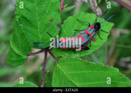 Aberystwyth, Pays de Galles, Royaume-Uni. 16 juillet, 2015. Après-midi sous un ciel couvert, deux papillons burnet mate sur une feuille de mûrier dans un champ près de Aberystwyth - Crédit : John Gilbey/Alamy Live News Banque D'Images