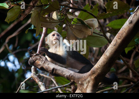 Capuchin blanc, imitateur du Cebus, à l'intérieur de la forêt tropicale du parc national Isla de Coiba, République du Panama. Banque D'Images