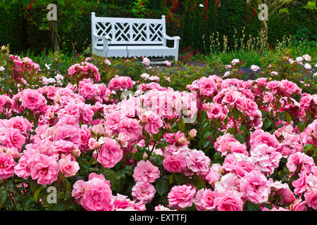 Floribunda roses roses dans un parterre de close up. Banque D'Images