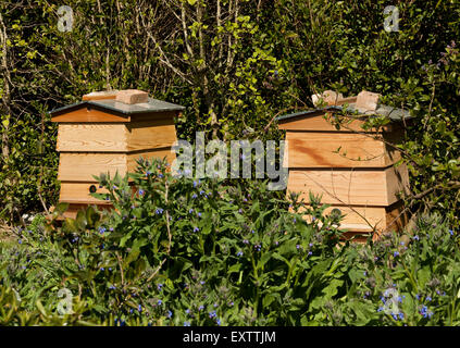 Deux ruches dans un jardin au printemps Banque D'Images