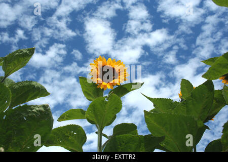 Tournesol jaune vif contre un ciel bleu profond, Half Moon Bay, en Californie. Banque D'Images