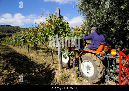 Italie, Basilicate, Roccanova, vignobles, vendanges Banque D'Images