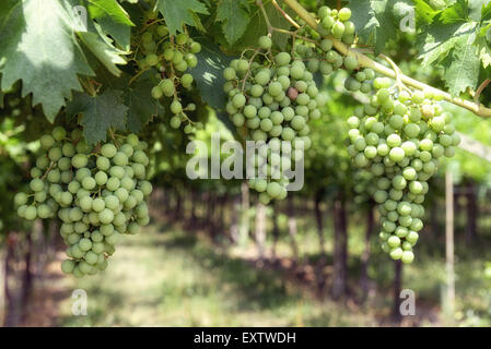 Grappes de raisins blancs immatures dans un vignoble Banque D'Images