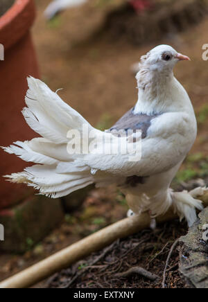 Pigeon blanc sur fond de floraison Banque D'Images