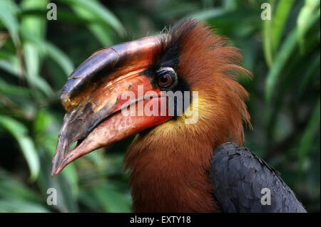 Gros plan de la tête d'un hornbill asiatique (Buceros hydrocorax) mâle, également connu sous le nom de hornbill philippin Banque D'Images