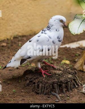 Pigeon blanc sur fond de floraison Banque D'Images