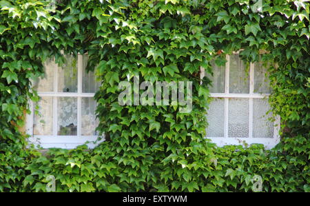 Lierre japonais, ou Boston ivy (pathenosisus du Parthenocissus tricuspidata) se développe autour des fenêtres sur l'extérieur d'un bâtiment dans le Derbyshire, Royaume-Uni Banque D'Images