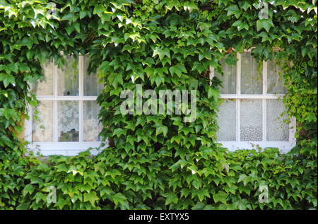 Lierre japonais, ou Boston ivy (pathenosisus du Parthenocissus tricuspidata) se développe autour des fenêtres sur l'extérieur d'un bâtiment dans le Derbyshire, Royaume-Uni Banque D'Images