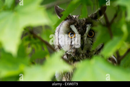 Long-eared Owl (Asio otus) à travers le feuillage, Royaume-Uni Banque D'Images