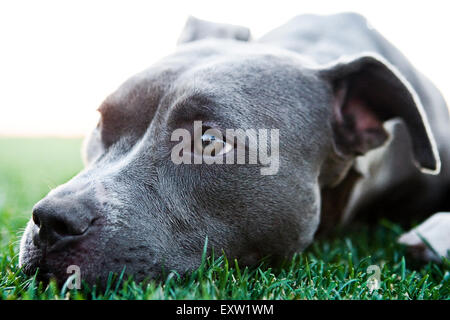 Close up portrait of gorgeous Blue Pitbull fixant la tête dans l'herbe Banque D'Images