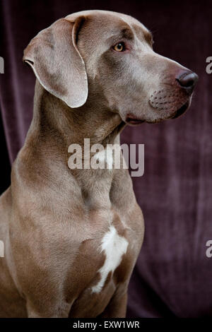 Portrait de trois quart profil jeune adulte Weimaraner Dog contre fond velours obscur Banque D'Images