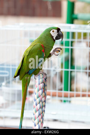 Perroquet vert et rouge perché sur une cage dans un plaza, à Encinitas, Californie Banque D'Images