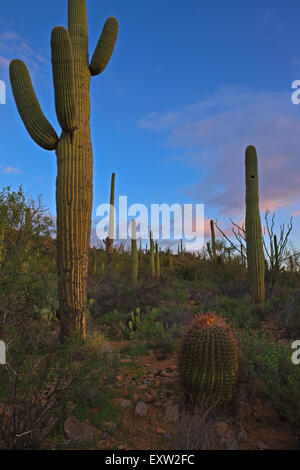 Boussole Baril Cactus, Ferocactus cylindraceus, Saguaro National Park West, Saguaro National Park, Arizona, USA Banque D'Images