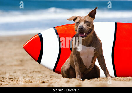 Smiling brown brindle Pitbull chien assis en face d'orange et blanc planche de surf à la plage Banque D'Images