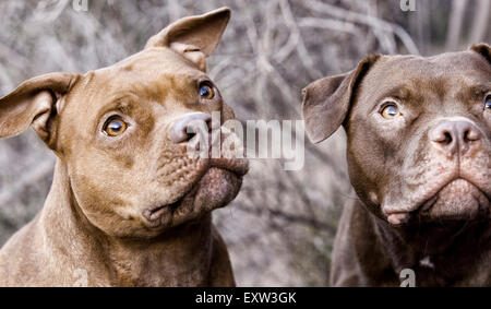 Deux brunes pitbulls looking up, l'anticipation, l'accent Banque D'Images