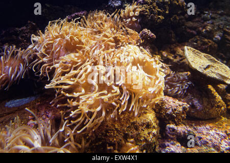 Anémone de mer Anemonia viridis) (aussi appelé le 'Sortie' ea Banque D'Images